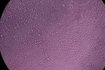 HY-SC-0006-5.jpg