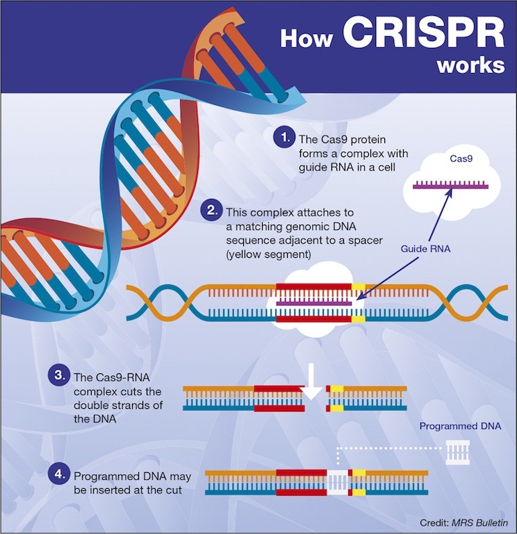 Collection 96+ Pictures this video explained the crispr-cas9 system. what is cas9? Stunning