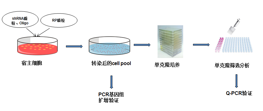 HY-SC-0007-3.png