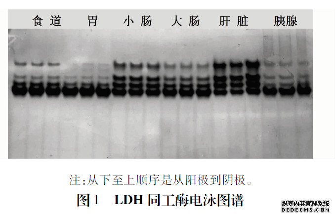 同工酶活性-1.png