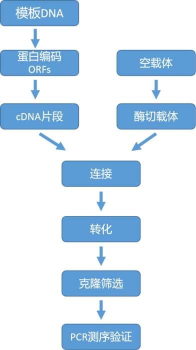 cDNA克隆载体构建-03.png