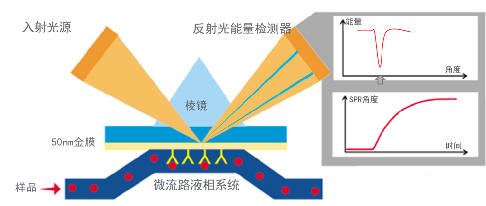 HY-SM-3001-1.png
