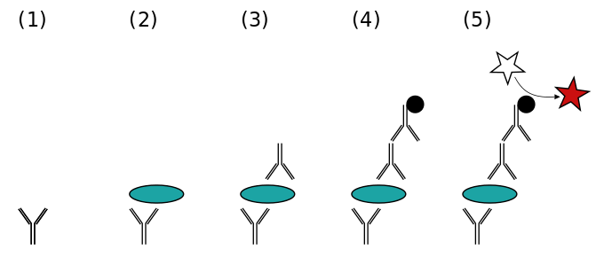 ELISA-02.png